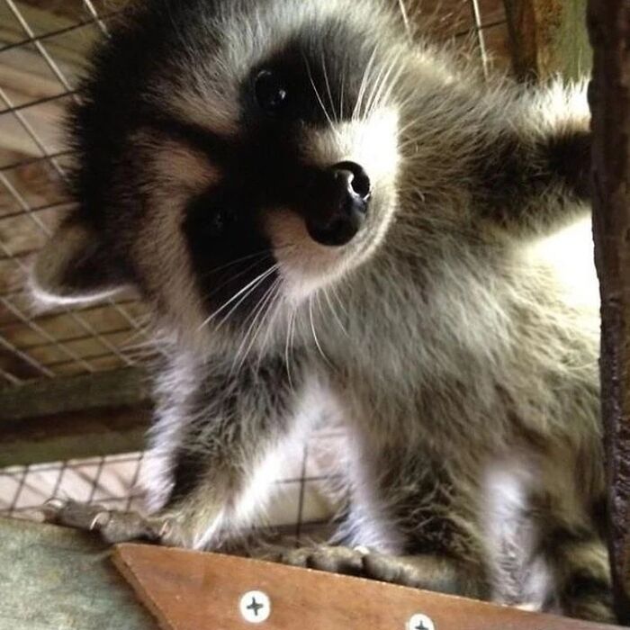 This Page Shares Funny Pics Of Raccoons That Prove They May Be The Cutest Animal Ever (47 Pics) This Page Shares Funny Pics Of Raccoons That Prove They May Be The Cutest Animal Ever (47 Pics)