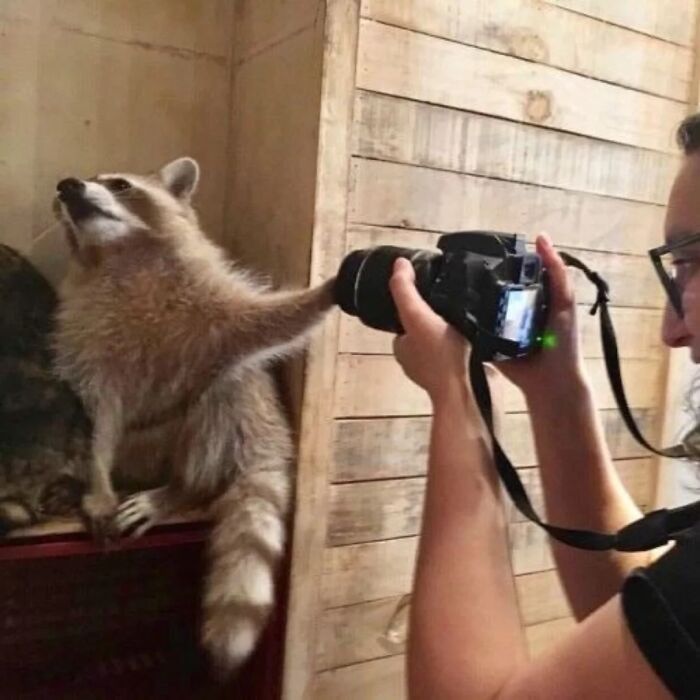 This Page Shares Funny Pics Of Raccoons That Prove They May Be The Cutest Animal Ever (47 Pics) This Page Shares Funny Pics Of Raccoons That Prove They May Be The Cutest Animal Ever (47 Pics)
