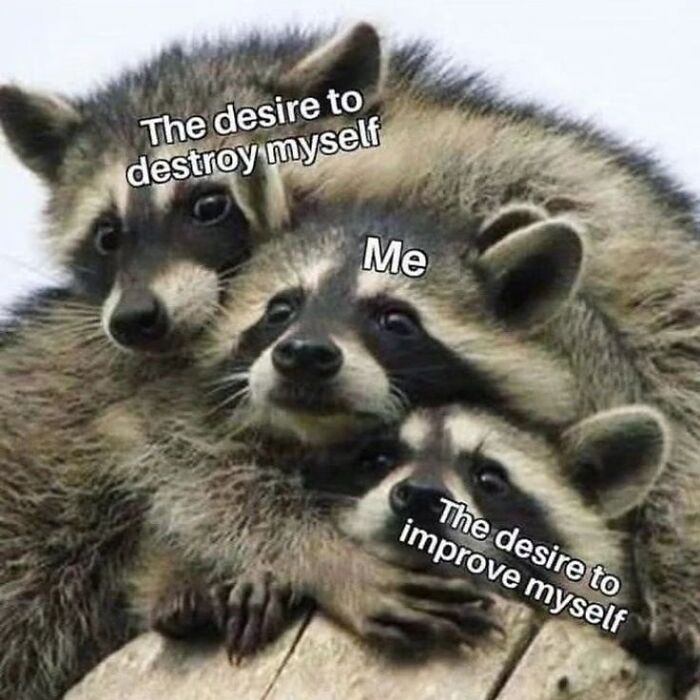 This Page Shares Funny Pics Of Raccoons That Prove They May Be The Cutest Animal Ever (47 Pics) This Page Shares Funny Pics Of Raccoons That Prove They May Be The Cutest Animal Ever (47 Pics)