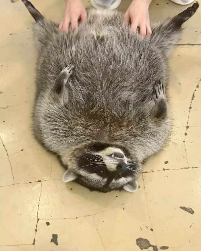 This Page Shares Funny Pics Of Raccoons That Prove They May Be The Cutest Animal Ever (47 Pics) This Page Shares Funny Pics Of Raccoons That Prove They May Be The Cutest Animal Ever (47 Pics)