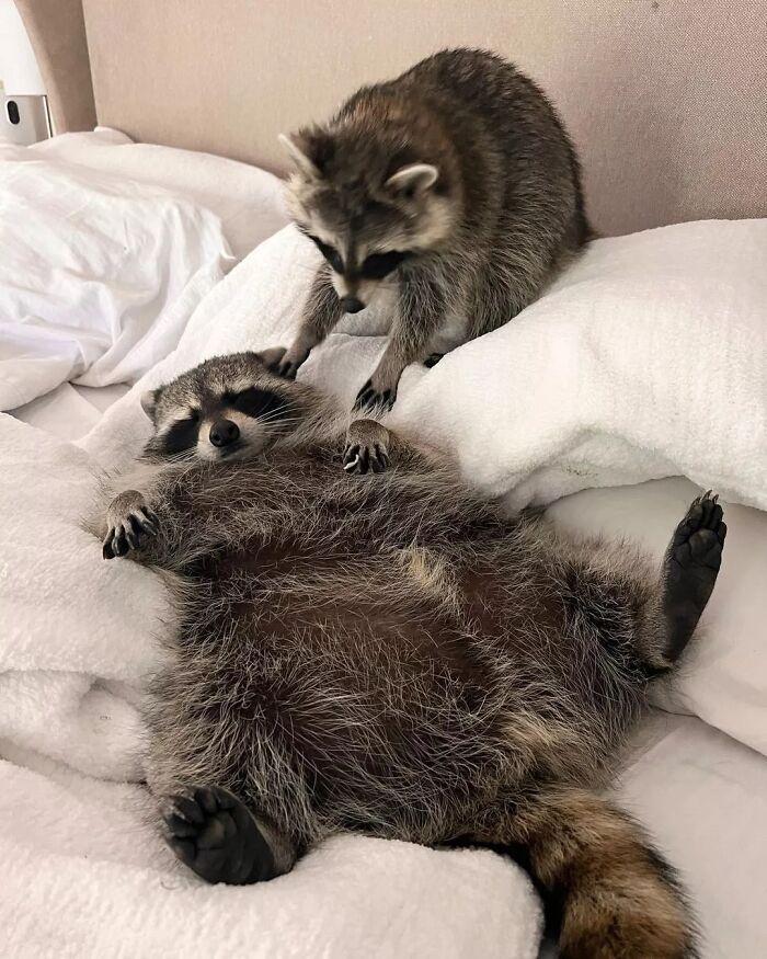 This Page Shares Funny Pics Of Raccoons That Prove They May Be The Cutest Animal Ever (47 Pics) This Page Shares Funny Pics Of Raccoons That Prove They May Be The Cutest Animal Ever (47 Pics)