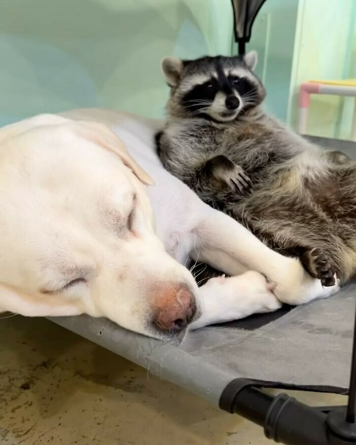 This Page Shares Funny Pics Of Raccoons That Prove They May Be The Cutest Animal Ever (47 Pics) This Page Shares Funny Pics Of Raccoons That Prove They May Be The Cutest Animal Ever (47 Pics)