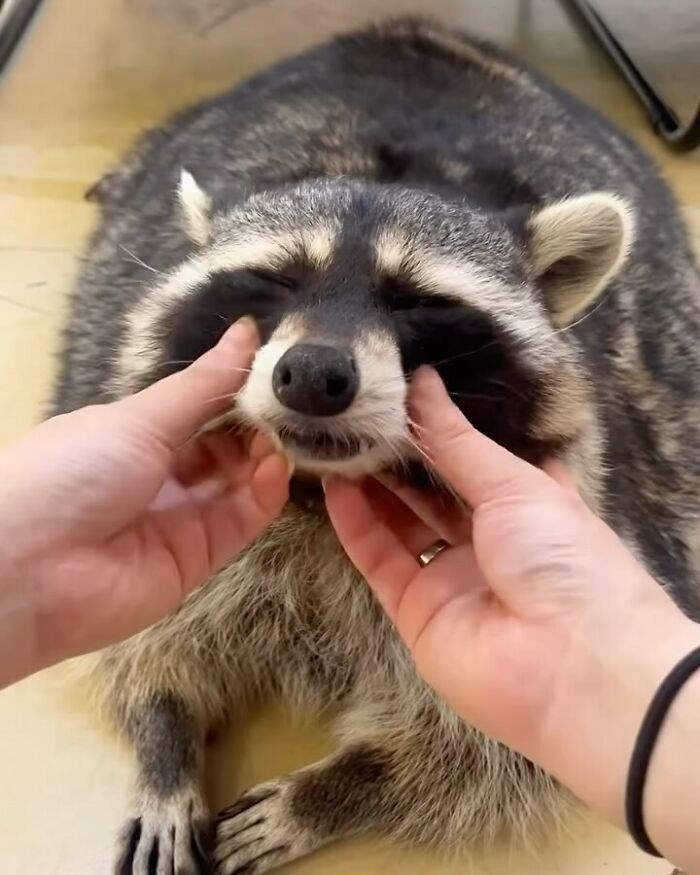 This Page Shares Funny Pics Of Raccoons That Prove They May Be The Cutest Animal Ever (47 Pics) This Page Shares Funny Pics Of Raccoons That Prove They May Be The Cutest Animal Ever (47 Pics)