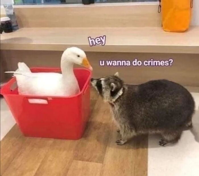 This Page Shares Funny Pics Of Raccoons That Prove They May Be The Cutest Animal Ever (47 Pics) This Page Shares Funny Pics Of Raccoons That Prove They May Be The Cutest Animal Ever (47 Pics)