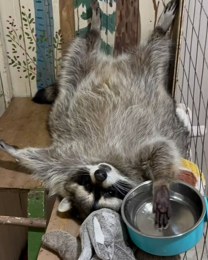 This Page Shares Funny Pics Of Raccoons That Prove They May Be The Cutest Animal Ever (47 Pics) This Page Shares Funny Pics Of Raccoons That Prove They May Be The Cutest Animal Ever (47 Pics)