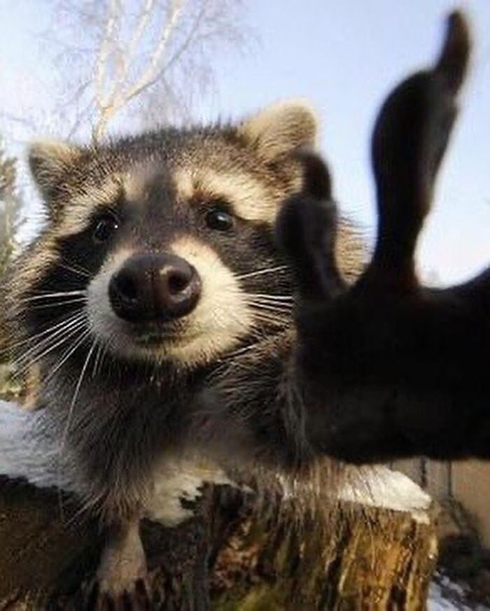 This Page Shares Funny Pics Of Raccoons That Prove They May Be The Cutest Animal Ever (47 Pics) This Page Shares Funny Pics Of Raccoons That Prove They May Be The Cutest Animal Ever (47 Pics)