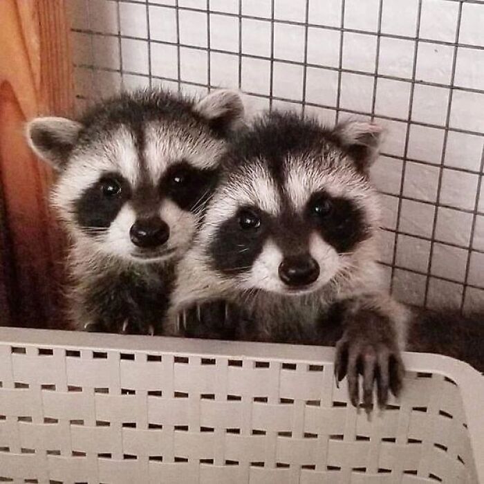 This Page Shares Funny Pics Of Raccoons That Prove They May Be The Cutest Animal Ever (47 Pics) This Page Shares Funny Pics Of Raccoons That Prove They May Be The Cutest Animal Ever (47 Pics)