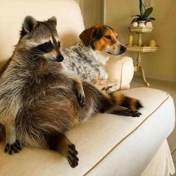 This Page Shares Funny Pics Of Raccoons That Prove They May Be The Cutest Animal Ever (47 Pics) This Page Shares Funny Pics Of Raccoons That Prove They May Be The Cutest Animal Ever (47 Pics)