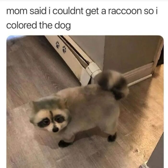 This Page Shares Funny Pics Of Raccoons That Prove They May Be The Cutest Animal Ever (47 Pics) This Page Shares Funny Pics Of Raccoons That Prove They May Be The Cutest Animal Ever (47 Pics)