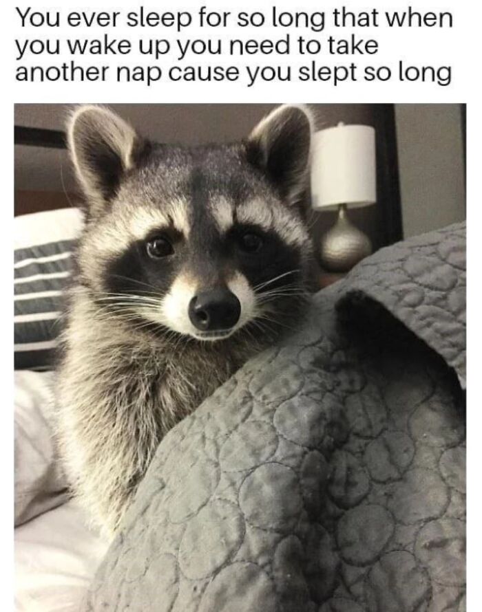 This Page Shares Funny Pics Of Raccoons That Prove They May Be The Cutest Animal Ever (47 Pics) This Page Shares Funny Pics Of Raccoons That Prove They May Be The Cutest Animal Ever (47 Pics)