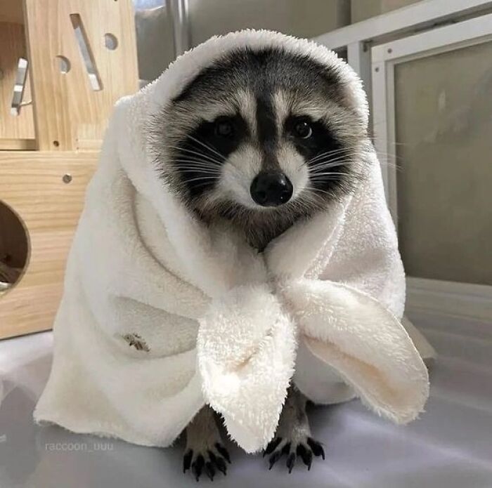 This Page Shares Funny Pics Of Raccoons That Prove They May Be The Cutest Animal Ever (47 Pics) This Page Shares Funny Pics Of Raccoons That Prove They May Be The Cutest Animal Ever (47 Pics)