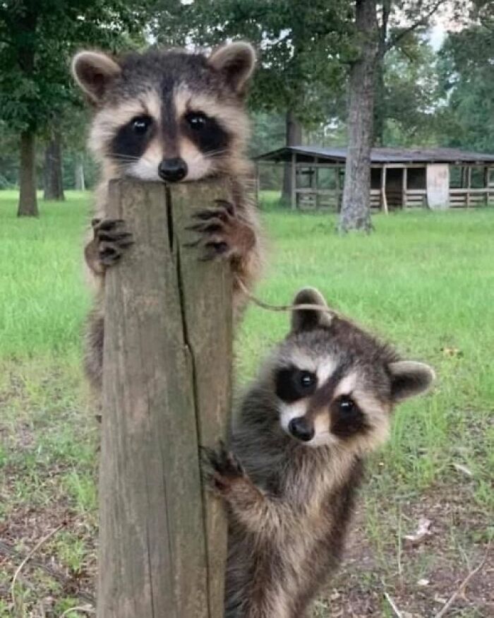 This Page Shares Funny Pics Of Raccoons That Prove They May Be The Cutest Animal Ever (47 Pics) This Page Shares Funny Pics Of Raccoons That Prove They May Be The Cutest Animal Ever (47 Pics)