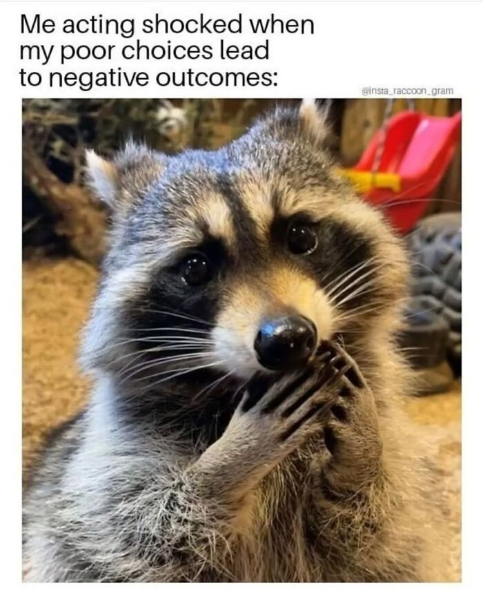 This Page Shares Funny Pics Of Raccoons That Prove They May Be The Cutest Animal Ever (47 Pics) This Page Shares Funny Pics Of Raccoons That Prove They May Be The Cutest Animal Ever (47 Pics)
