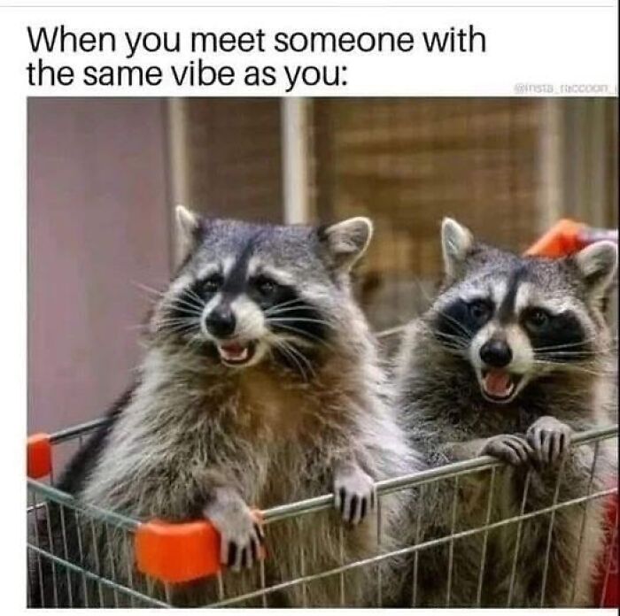 This Page Shares Funny Pics Of Raccoons That Prove They May Be The Cutest Animal Ever (47 Pics) This Page Shares Funny Pics Of Raccoons That Prove They May Be The Cutest Animal Ever (47 Pics)