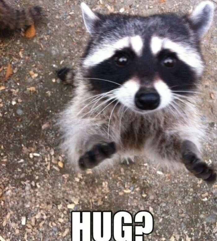 This Page Shares Funny Pics Of Raccoons That Prove They May Be The Cutest Animal Ever (47 Pics) This Page Shares Funny Pics Of Raccoons That Prove They May Be The Cutest Animal Ever (47 Pics)