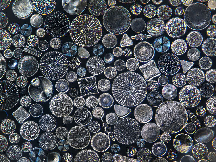 This Photographer Captures The Hidden Patterns That Make Nature Look Like Art (20 Images)
