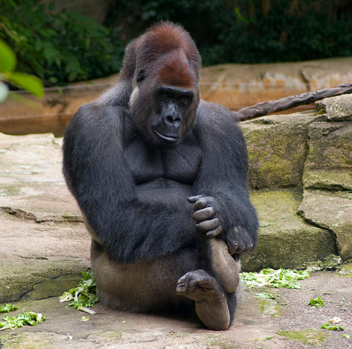 A Decade Later, Harambe Remains At The Center Of One Of The Most Controversial Zoo Incidents Ever