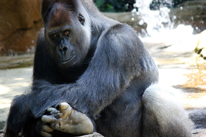 A Decade Later, Harambe Remains At The Center Of One Of The Most Controversial Zoo Incidents Ever