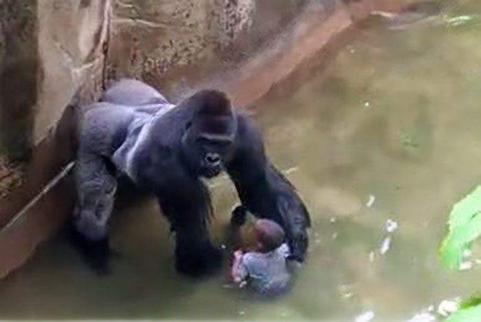 A Decade Later, Harambe Remains At The Center Of One Of The Most Controversial Zoo Incidents Ever