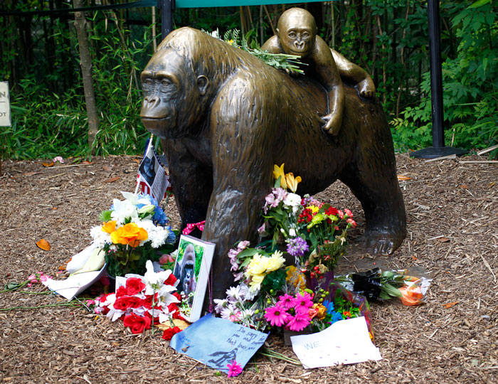 A Decade Later, Harambe Remains At The Center Of One Of The Most Controversial Zoo Incidents Ever