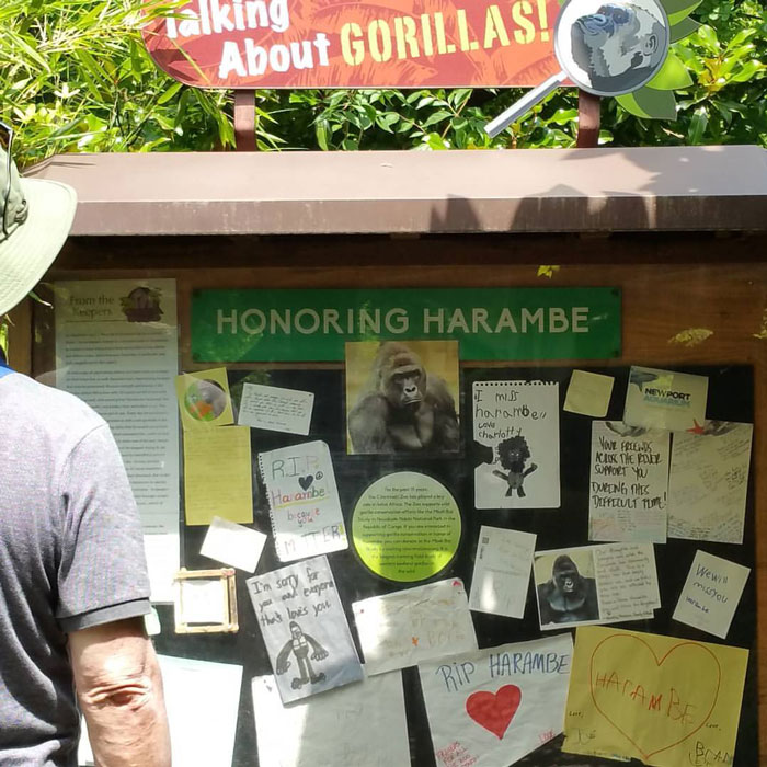 A Decade Later, Harambe Remains At The Center Of One Of The Most Controversial Zoo Incidents Ever