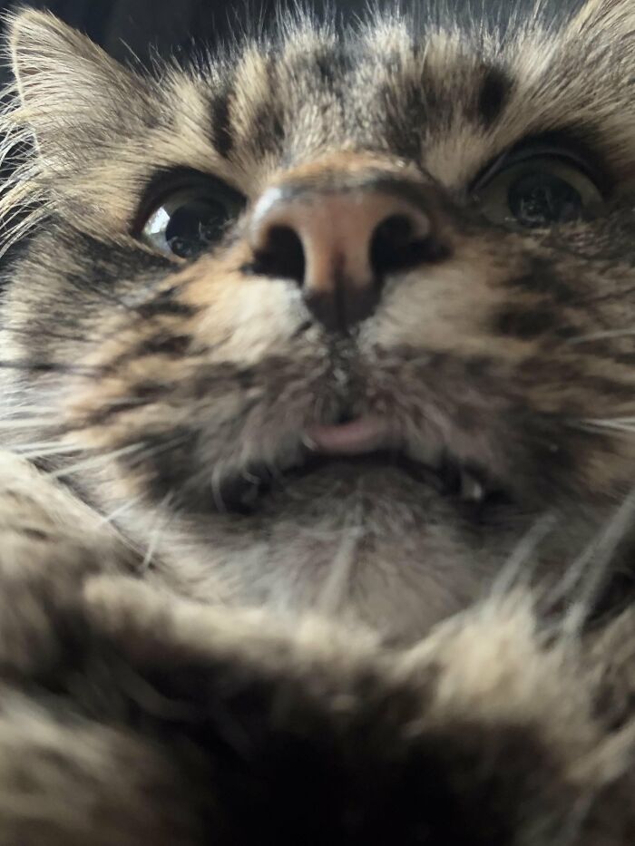 88 Wonderfully Stupid Cat Pictures Packed Full Of Pure Serotonin To Instantly Boost Your Mood