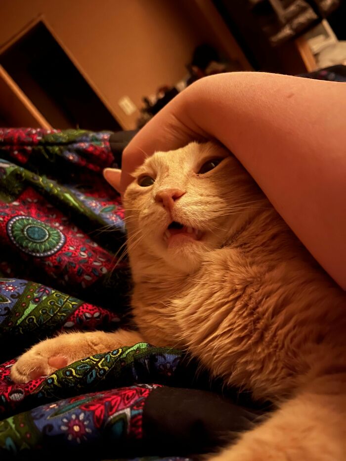 88 Wonderfully Stupid Cat Pictures Packed Full Of Pure Serotonin To Instantly Boost Your Mood