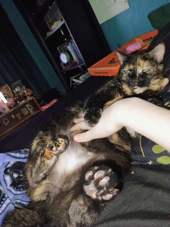 88 Wonderfully Stupid Cat Pictures Packed Full Of Pure Serotonin To Instantly Boost Your Mood