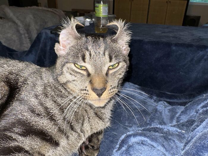 88 Wonderfully Stupid Cat Pictures Packed Full Of Pure Serotonin To Instantly Boost Your Mood