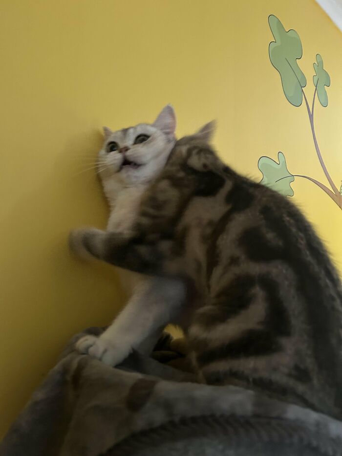88 Wonderfully Stupid Cat Pictures Packed Full Of Pure Serotonin To Instantly Boost Your Mood