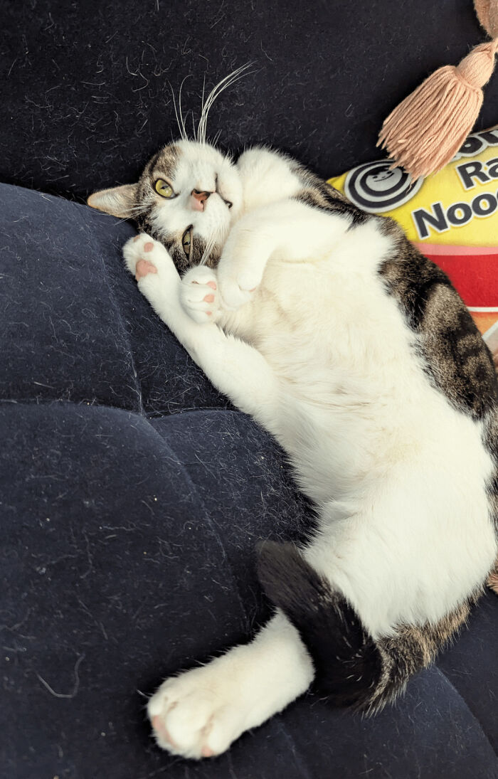 88 Wonderfully Stupid Cat Pictures Packed Full Of Pure Serotonin To Instantly Boost Your Mood