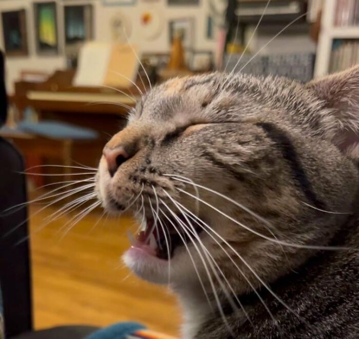 88 Wonderfully Stupid Cat Pictures Packed Full Of Pure Serotonin To Instantly Boost Your Mood