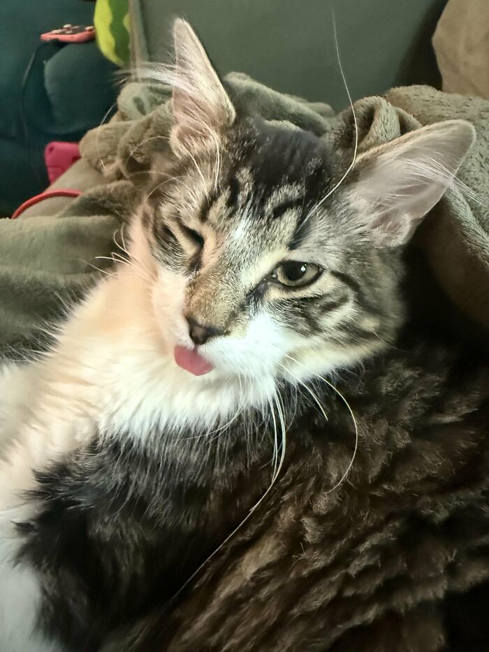88 Wonderfully Stupid Cat Pictures Packed Full Of Pure Serotonin To Instantly Boost Your Mood