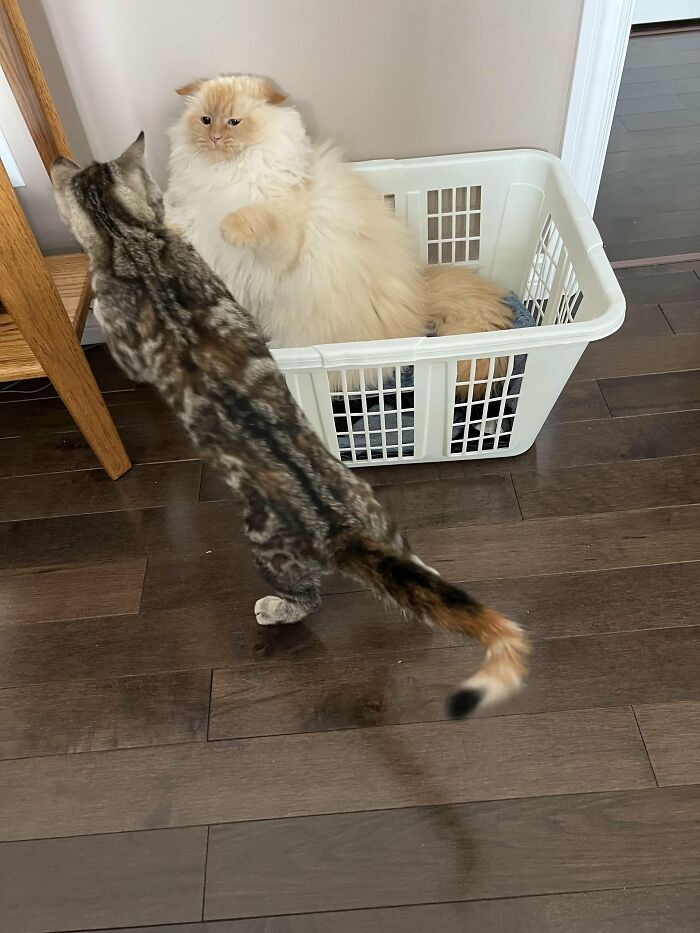 88 Wonderfully Stupid Cat Pictures Packed Full Of Pure Serotonin To Instantly Boost Your Mood