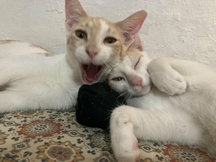 88 Wonderfully Stupid Cat Pictures Packed Full Of Pure Serotonin To Instantly Boost Your Mood