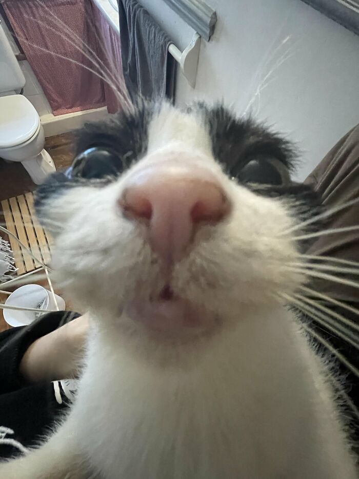 88 Wonderfully Stupid Cat Pictures Packed Full Of Pure Serotonin To Instantly Boost Your Mood