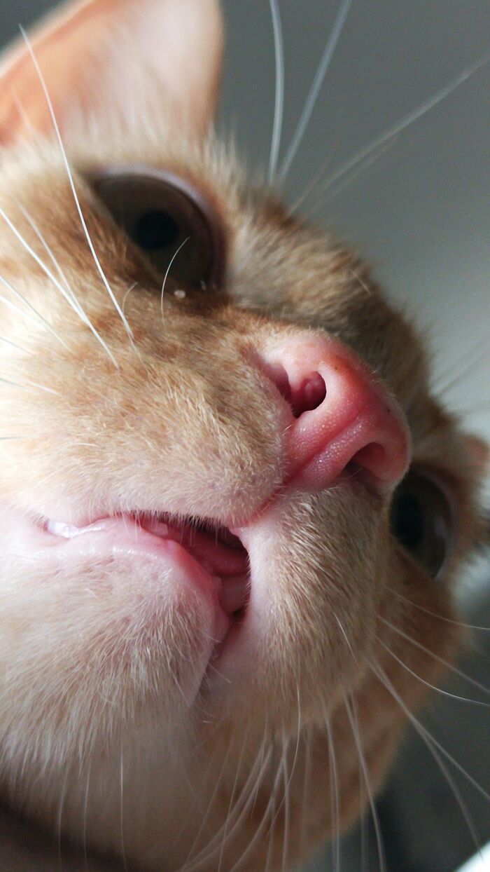 88 Wonderfully Stupid Cat Pictures Packed Full Of Pure Serotonin To Instantly Boost Your Mood
