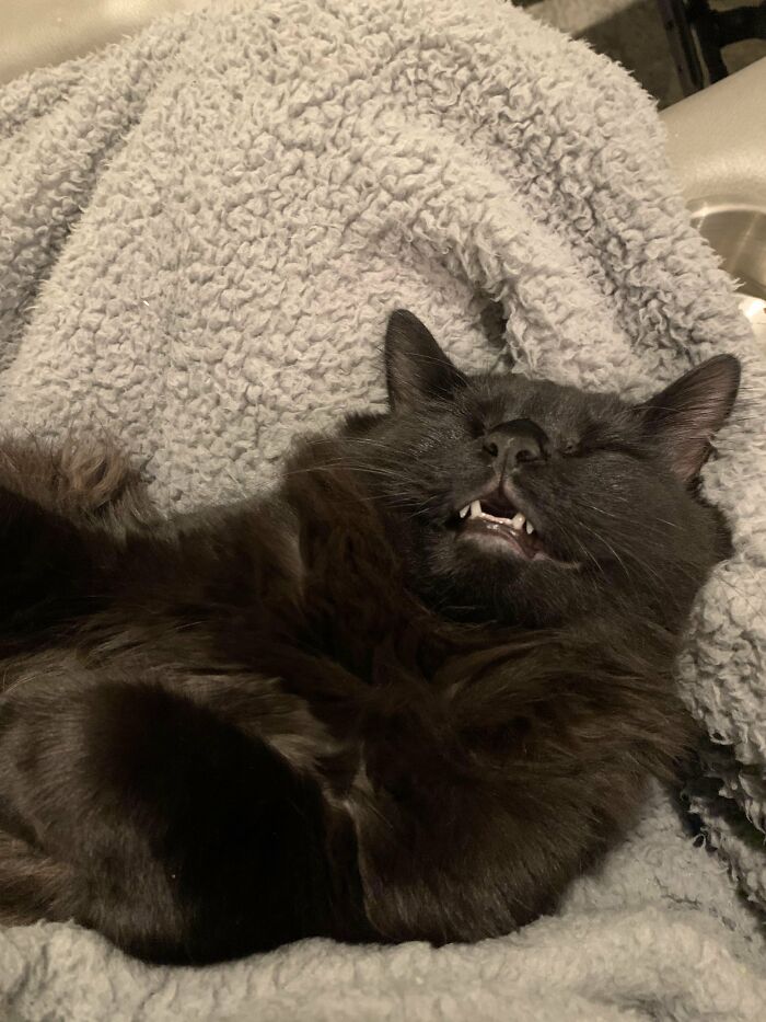 88 Wonderfully Stupid Cat Pictures Packed Full Of Pure Serotonin To Instantly Boost Your Mood
