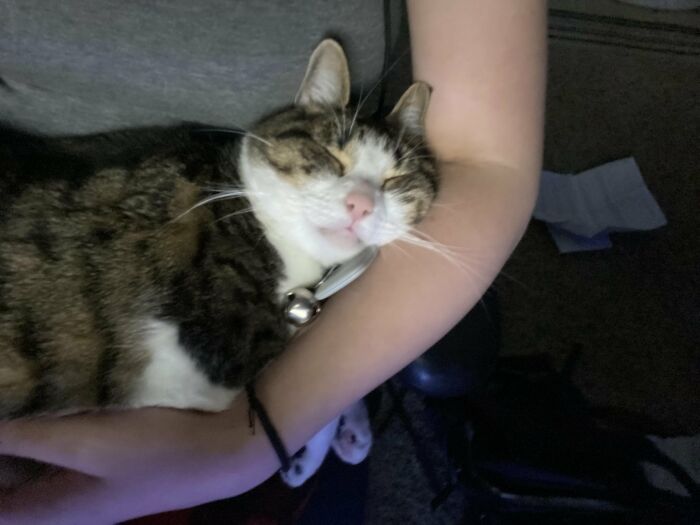 88 Wonderfully Stupid Cat Pictures Packed Full Of Pure Serotonin To Instantly Boost Your Mood