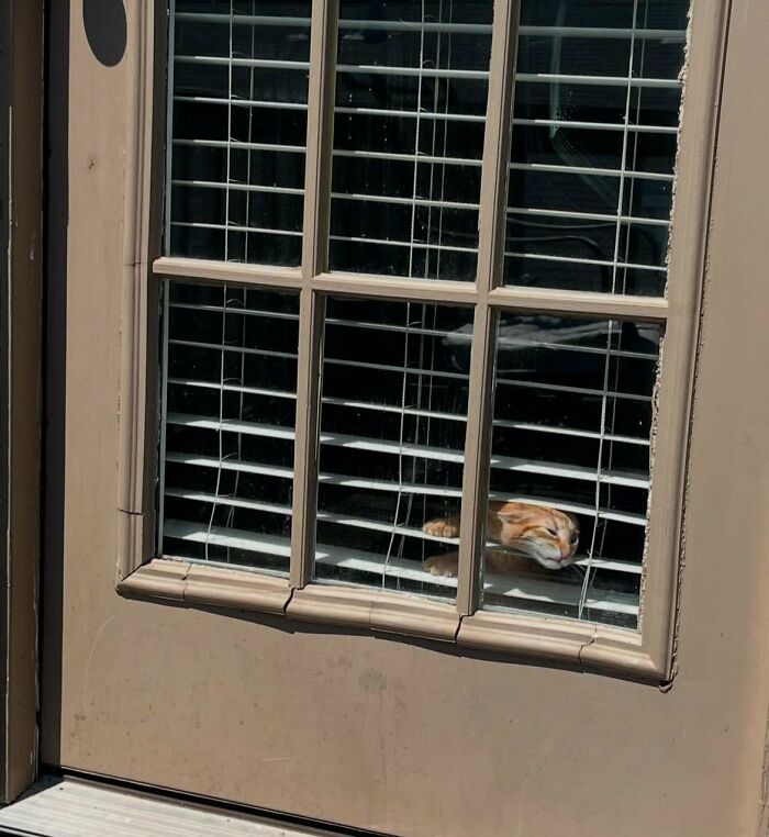 88 Wonderfully Stupid Cat Pictures Packed Full Of Pure Serotonin To Instantly Boost Your Mood