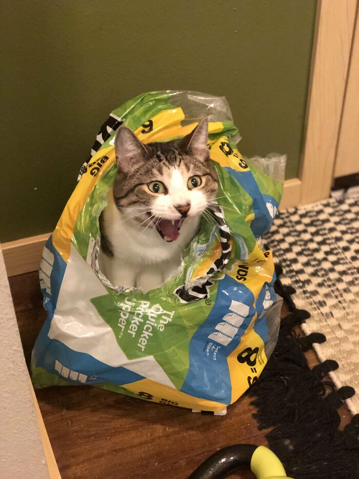 88 Wonderfully Stupid Cat Pictures Packed Full Of Pure Serotonin To Instantly Boost Your Mood