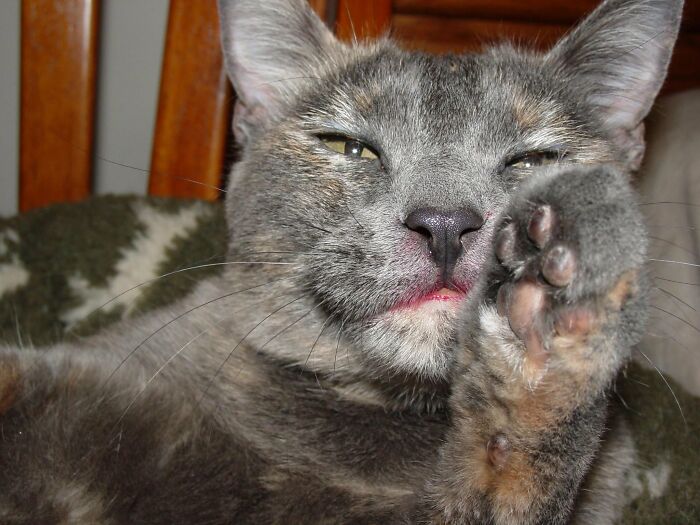 88 Wonderfully Stupid Cat Pictures Packed Full Of Pure Serotonin To Instantly Boost Your Mood