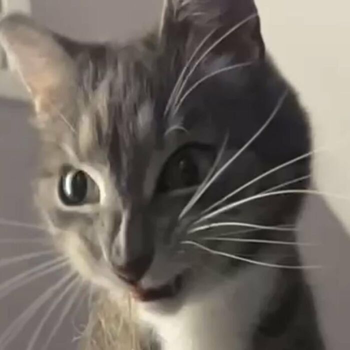 88 Wonderfully Stupid Cat Pictures Packed Full Of Pure Serotonin To Instantly Boost Your Mood