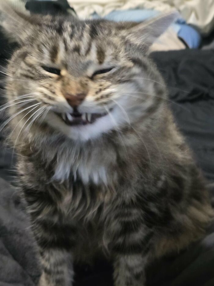 88 Wonderfully Stupid Cat Pictures Packed Full Of Pure Serotonin To Instantly Boost Your Mood