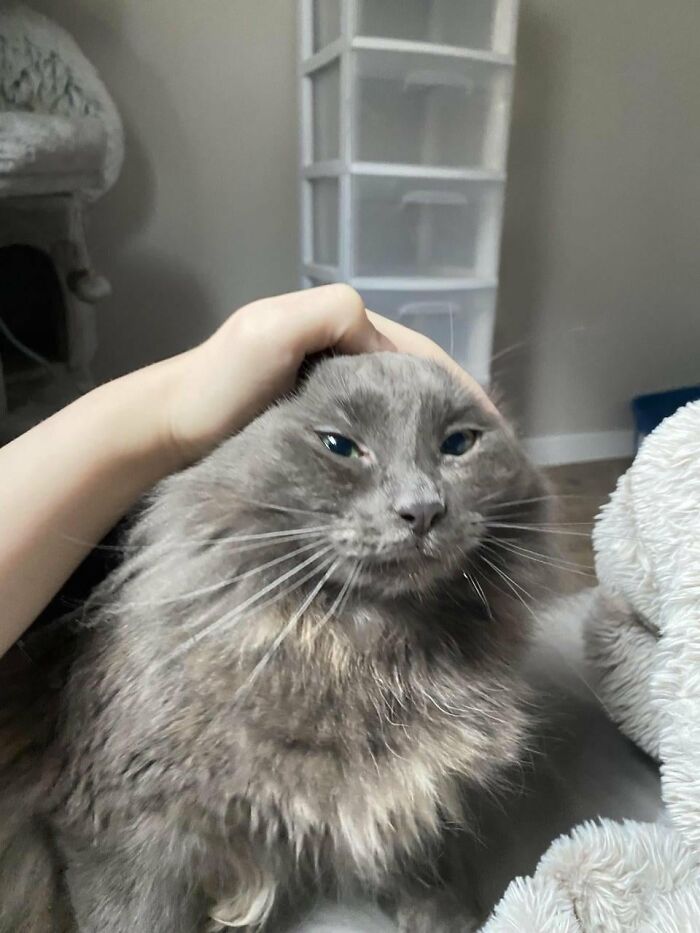 88 Wonderfully Stupid Cat Pictures Packed Full Of Pure Serotonin To Instantly Boost Your Mood