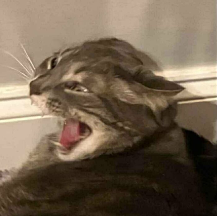 88 Wonderfully Stupid Cat Pictures Packed Full Of Pure Serotonin To Instantly Boost Your Mood