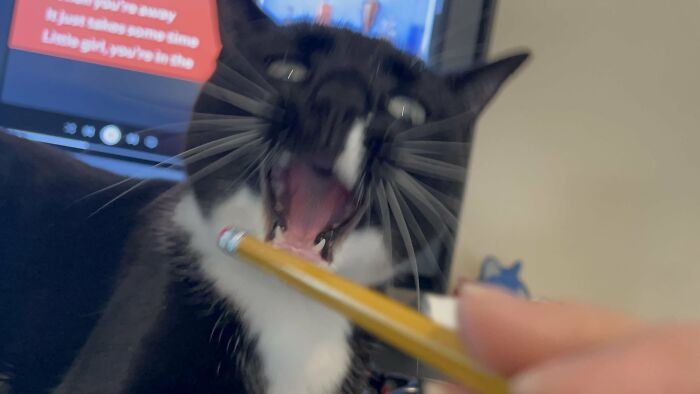 88 Wonderfully Stupid Cat Pictures Packed Full Of Pure Serotonin To Instantly Boost Your Mood