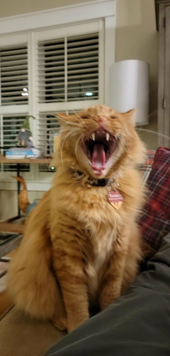 88 Wonderfully Stupid Cat Pictures Packed Full Of Pure Serotonin To Instantly Boost Your Mood