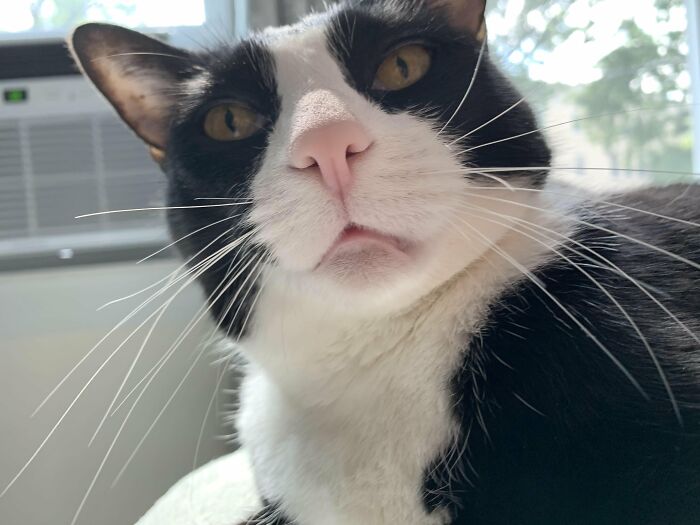 88 Wonderfully Stupid Cat Pictures Packed Full Of Pure Serotonin To Instantly Boost Your Mood