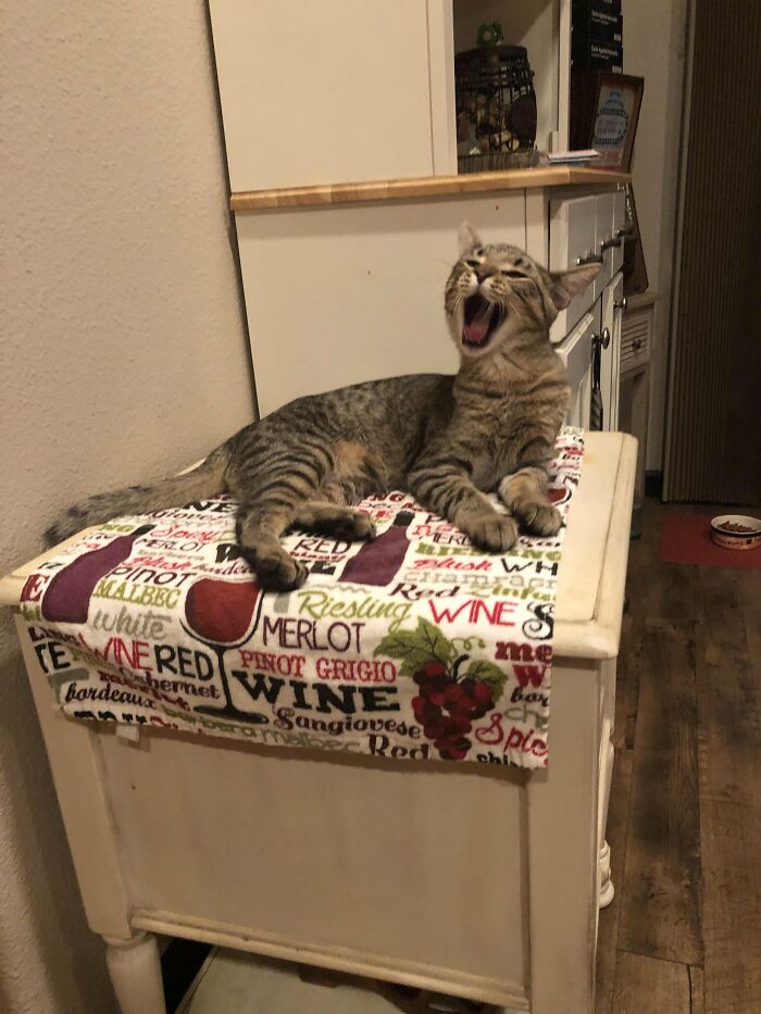 88 Wonderfully Stupid Cat Pictures Packed Full Of Pure Serotonin To Instantly Boost Your Mood